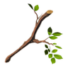 Tree Branch